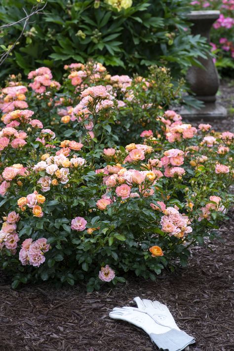 Peach Drift® is one of the most floriferous dwarf shrubs available. Soft peach blooms cover the plant from mid-spring to the first hard freeze of late fall. Peach Drift® pairs well with existing perennials in any landscape and exhibits strong disease resistance. Drift Roses, 2024 Color, Peach Fuzz, Peach Flowers, Late Fall, Color Of The Year, Perennials, Disease, Roses