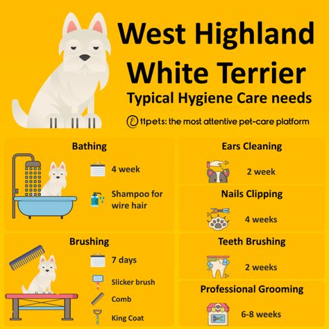 West Highland White Terrier - How to care for its hygiene needs - 11pets West Highland White Terrier Grooming, Dog Grooming Diy, Pet Grooming Business, Dog Washing Station, Westie Puppies, Dog Hotel, Pet Resort, Dog Haircuts, Pet Hotel