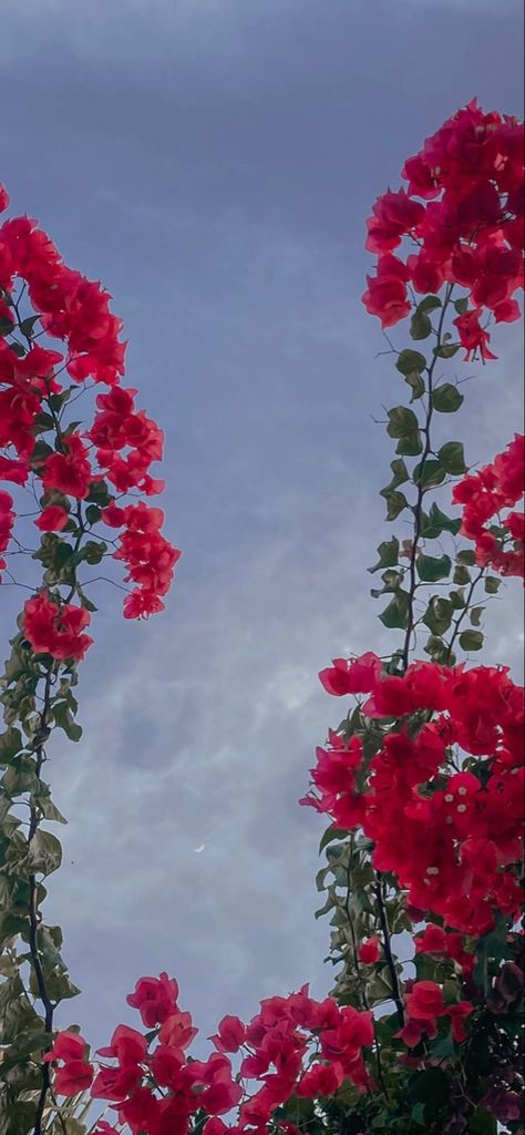 Bouganvilla Aesthetic, Bougainvillea Aesthetic, Pink Wallpaper Ipad, Wallpaper Ipad, Bougainvillea, Ipad Wallpaper, Pink Wallpaper, Photography Ideas, Ipad