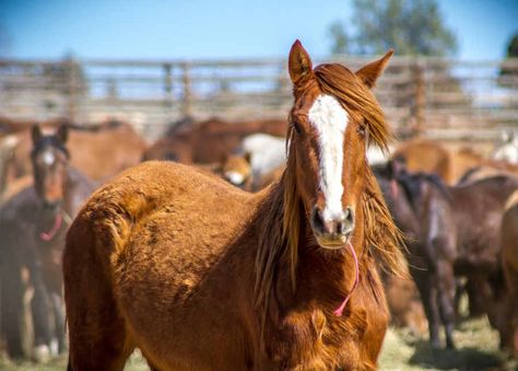 How Much Does A Horse Cost? Anyone who is considering purchasing a horse should be aware of the significant costs involved in owning and caring for one. Horses are expensive to buy, feed, and stable, and require a lot of time and effort to keep them healthy and happy. In most cases, the price of ... The post How Much Does A Horse Cost In 2022 – Complete Guide appeared first on Horse is Love. Owning A Horse, Horse Ownership, Buy A Horse, Horse Food, Riding Stables, Horse Stable, Show Horse, Horse Dressage, Types Of Horses