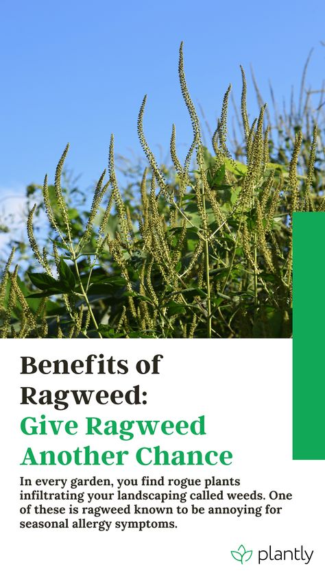 In every garden, you find rogue plants infiltrating your landscaping called weeds. One of these plants everyone knows is ragweed known to be annoying for seasonal allergy symptoms. Still, ragweed flowers also have loads of beneficial uses. So, before you go and pull out that ragweed, you may be surprised that the foe might even become your friend. Why? Find out here why you should give the ragweed plant another chance. Ragweed Uses, Ragweed Allergy, Sheet Mulching, Seasonal Allergy Symptoms, American Garden, Itchy Eyes, Perennial Herbs, Pepper Plants, Soil Testing