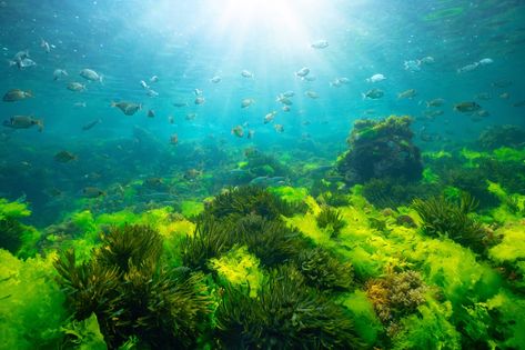 Green seaweed Ocean Plants, Sea Cucumber, Kelp Forest, Diving Center, Big Animals, Life On Earth, Marine Biology, Coral Reef, Marine Life