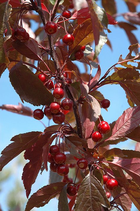 Royal Raindrops Crabapple, Flowering Crabapple, Fragrant Roses, Fruits Photos, Crabapple Tree, Macro Flower, Beautiful Yards, How To Attract Birds, Crab Apple