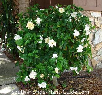 gardenia bush Florida Plants Landscaping, Gardenia Trees, High End Gifts, Growing Gardenias, Gardenia Bush, Garden Design Ideas On A Budget, Gardenia Plant, Hydrangea Landscaping, Gardenia Flower