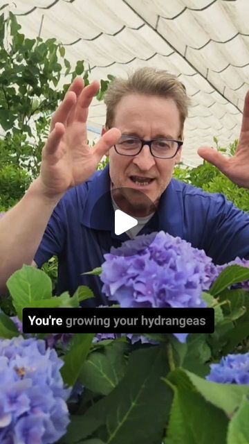 MarkJweather on Instagram: "Turn those flowers BLUE! Perennial Gardening tips everyone can use. #garden #perennials #gardendesign #gardeninspiration #gardening" How To Make Hydrangeas Blue, Plant With Hydrangeas, What To Plant With Hydrangeas, How To Propagate Hydrangeas, Hydrangeas Blue, Propagating Hydrangeas, Front Yard Flowers, Yard Flowers, Garden Perennials