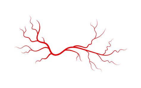 capillary,line,vasculature,life,vein,tree,circulation,horror,cardiovascular,background,color,texture,template,flow,ocular,system,design,human,vector,vessel,vascular,eye,effect,red,illustration,eyeball,isolated,blood,abstract,inside,stream,anatomy,lightning,optic,concept,halloween,white,diseases,artery,medical,icon,rosacea,health,varicose,spider,cartoon,graphic Blood Vessels Drawing, Veins Illustration, Veins Tattoo, Spider Cartoon, Texture Template, Human Body Structure, Human Kidney, Drawing Blood, Red Illustration