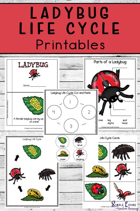 Children will love to learn more about these helpful and colourful beetles and their life cycle with these ladybug life cycle printables. Preschool Life Cycle Activities, Ladybug Life Cycle, Study Craft, Insect Unit, Life Cycles Activities, Dot Letters, Homeschooling Tips, Sequencing Cards, Homeschool Worksheets