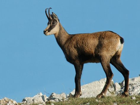 The chamois is a species of goat-antelope native to mountains in Europe, from west to east, including the Cantabrian Mountains, the Pyrenees, the Alps and the Apennines, the Dinarides, the Tatra…. Antelope Animal, Memory Projects, Mountain Goat, The Alps, Zoology, Pyrenees, Amazing Nature, Pet Portraits, Animal Pictures