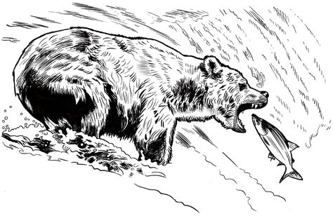 Bear Fishing Drawing, Bear Black And White Drawing, Bear Ink Drawing, Bear With Fish In Mouth, Salmon Drawing, Bear Catching Salmon, Salmon Tattoo, Hunting Drawings, Bear Sketch