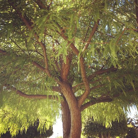 Árbol frondoso Tree Trunk, Plants