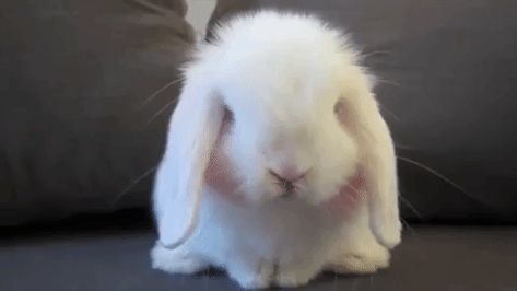 10 Adorable Rabbit GIFs Baby Bunny, Bunny Rabbit, Clean Up, The Cutest, Gif, Animals