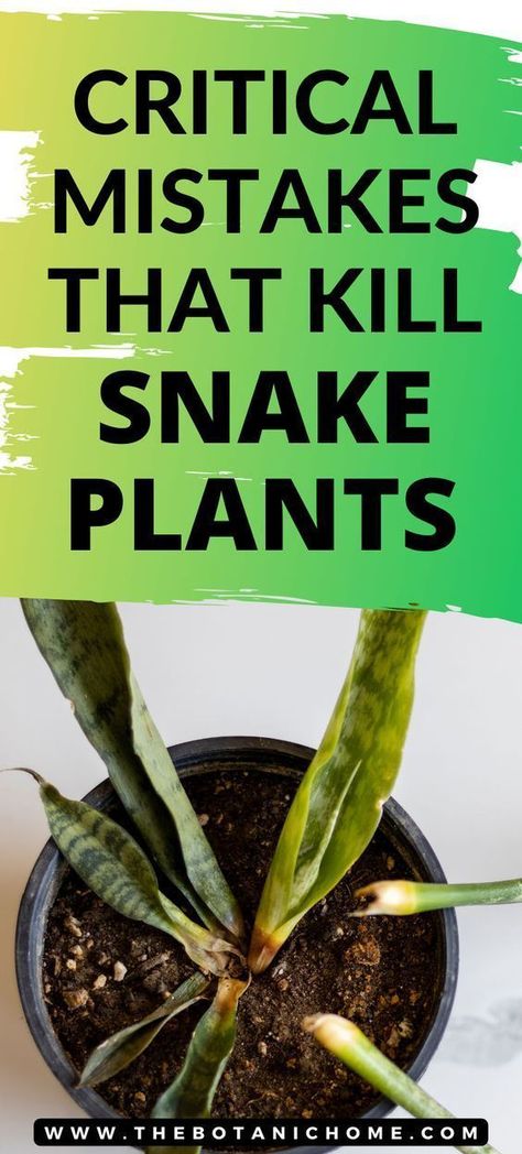 Discover the secrets to revive a struggling snake plant with our comprehensive guide! Learn how to identify signs of distress, tackle overwatering, poor drainage, pests, and more. Elevate your indoor plant care with these expert tips. 🪴🌟 Find ideas for snake plant care, succulent gardening & succulent care, best indoor plants, gardening tips, snake plant decor, snake plant indoor, cool plants, garden plants, outdoor plants, houseplants, easy house plants, and tropical plant aesthetic. Plants Care Tips, Inside House Plants, Snake Plant Decor, Snake Plant Indoor, Plants Grown In Water, Snake Plant Care, Easy House Plants, Plants Care, Sansevieria Plant