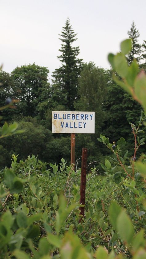 Hardy Shrubs, Farm Aesthetic, Blueberry Lavender, Summer Punch, Growing Blueberries, Blueberry Farm, Berry Picking, Blueberry Bushes, Last Ride