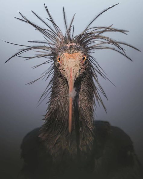 Bio Sapiens on Instagram: “The northern bald ibis, hermit ibis, or waldrapp (Geronticus eremita) is a migratory bird found in barren, semi-desert or rocky habitats,…” Mountain Cliff, Wildlife Facts, Environment Photography, Red Bill, Migratory Birds, Jungle Wallpaper, Cosmic Horror, Ap Art, Color Studies