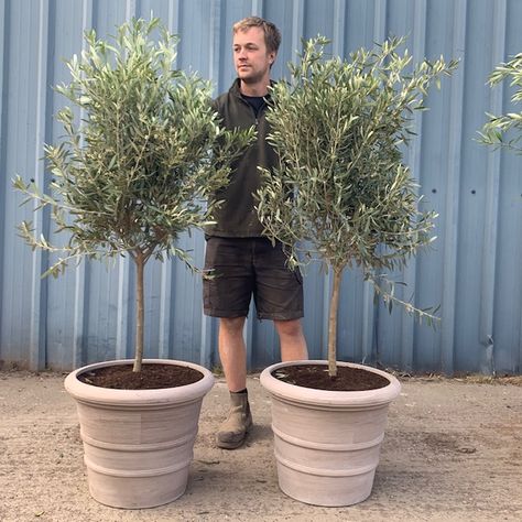 Olive Trees And Lavender Garden, Front Garden Pots, Olive Trees In Pots Front Door, Olive Tree In Pots Outdoor, Tea Olive Tree Landscape, Trees In Pots Outdoors Uk, Potted Olive Tree Outdoor, Trees In Pots, Olive Trees In Pots Outdoor