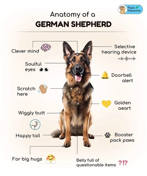 German Sheperd Dogs, 1. Mai, Dog Anatomy, Shepherd Dog Breeds, German Shepherd Mix, Dog Training Treats, Working Dog, Dog Training Advice, German Dogs