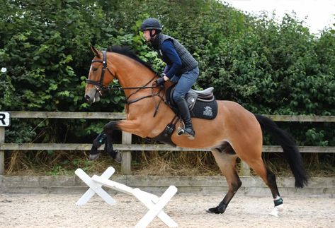 Jumping Pictures, Equestrian Jumping, Horse Magazine, Eventing Horses, Star Stable, Dressage Horses, Horse Owner, All About Horses, Brown Horse