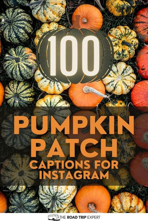 Pumpkin Patch Captions for Instagram Pumpkin Patch Captions, Instagram Captions Family, Halloween Carvings, Patch Quotes, Best Captions For Instagram, Fall In Florida, Thanksgiving Puns, Pumpkin Quotes, Pumpkin Patch Pictures