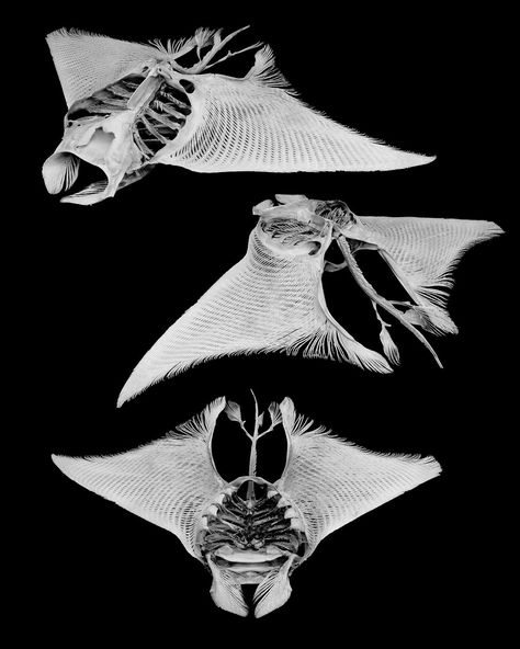 Manta Ray Concept Art, Manta Ray Skeleton, Animal Skeletons, Vulture Culture, Animal Bones, Manta Ray, Arte Sketchbook, Animal Skulls, Ocean Creatures