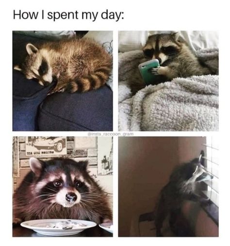 Cute Raccoon, Trash Panda, Jrr Tolkien, Racoon, Funny Animal Memes, Animal Jokes, My Day, Animal Memes, Cute Funny Animals