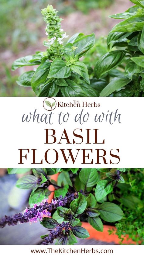 The culinary herb basil (Ocimum basilicum) is easy to grow indoors or out. But what do you do when basil starts to flower? And what can you do with the basil flowers? Click through for the post, or find it here: https://www.thekitchenherbs.com/basil-flowers/ What To Do With Basil Flowers, What To Do With Excess Basil, Lemon Basil Herb, How To Use Basil From Garden, Basil Flowers What To Do With, What To Do With Basil From Garden, Cinnamon Basil Recipes, What To Do With Fresh Basil, Herb Pharmacy