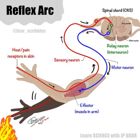 Coordination And Response Biology Notes, Brain Biology, Reflex Arc, What Is Intelligence, Biology Drawing, Brain Diagram, Science Comics, Motor Neuron, White Matter