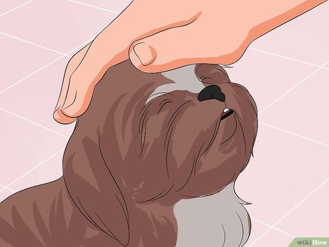 Shih Tzu Puppy Training, Shih Tzu Training, Shih Tzu Breeders, Natty Boh, Perro Shih Tzu, Shih Tzu Grooming, Dog Minding, Easiest Dogs To Train, Labrador Retriever Puppies