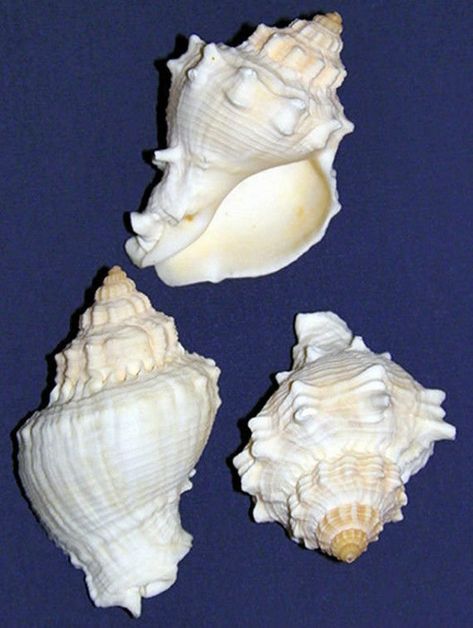 "Golden Melongena Corona Crown Conch Shells ~1-1/2\" - 2\"~ Craft Seashell (2 Shells)" Lady Aphrodite, Sea Stuff, Shell Display, Conch Shells, Cement Candle, Better Habits, Sailors Valentine, Ocean Treasures, Pinterest Diy Crafts