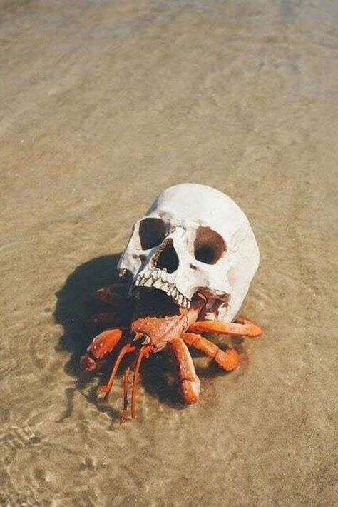 Nature Photos Pet Hermit Crab, Cute Animal Pics, Aesthetic Pets, Cute Animals Videos, Pets Illustration, Hermit Crabs, Hermit Crab, Cute Pets, Human Skull