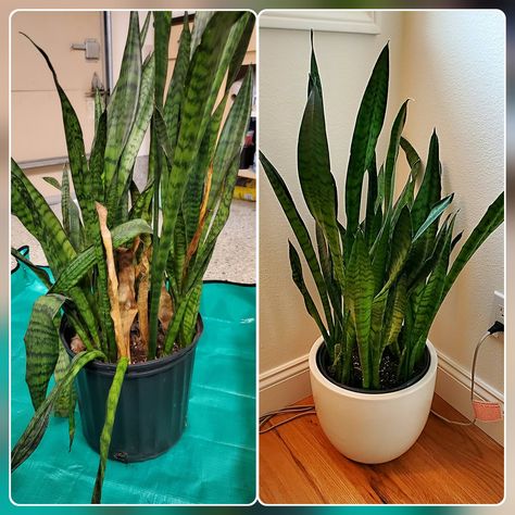 Nervous to repot? Aren’t we all! Learning how to repot a snake plant is easy and stress-free with these 8 steps. Snake Plant Care Tips, How To Repot A Snake Plant, Snake Plant Repotting, How To Repot A Plant, Repot Snake Plant, Repotting Snake Plant, Repot Plants, Gothic Gardens, Garden Bushes