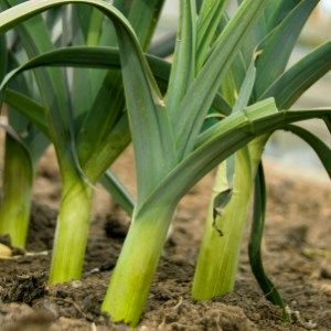 leek, potato and chive cakes with shallot and tomato sauce – The Circus Gardener's Kitchen Leek Mushroom, Growing Leeks, Leek Potato, Regrow Vegetables, Growing Ginger, Growing Rosemary, Home Grown Vegetables, Home Vegetable Garden, Container Gardening Vegetables