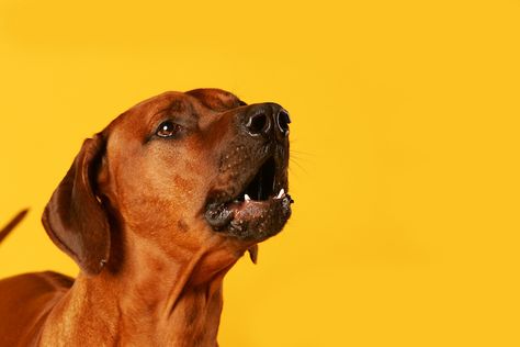 Dog Biting Training, Dog Training Barking, Dog Body Language, Stop Dog Barking, Dog Sounds, Easiest Dogs To Train, House Training Dogs, Dog Training Techniques, Aggressive Dog