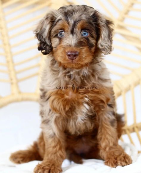 Red Doodle Dog, Cute Hypoallergenic Dogs, Doodles Dogs Breeds, Mini Doodle Dog, Aussiedoodle Mini, Red Merle Aussiedoodle, Merle Doodle, Mini Aussie Doodle, Puppies Doodles