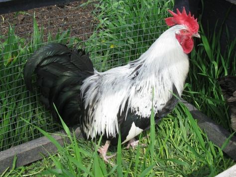 Top 10 Rare Heritage Chicken Breeds (and Why They're My Favourites) - PetHelpful - By fellow animal lovers and experts Heritage Chicken Breeds, Heritage Chickens, Poultry Breeds, Gourmet Meat, Day Old Chicks, Raising Backyard Chickens, Chicken Garden, Favorite Chicken, Chicken Breeds