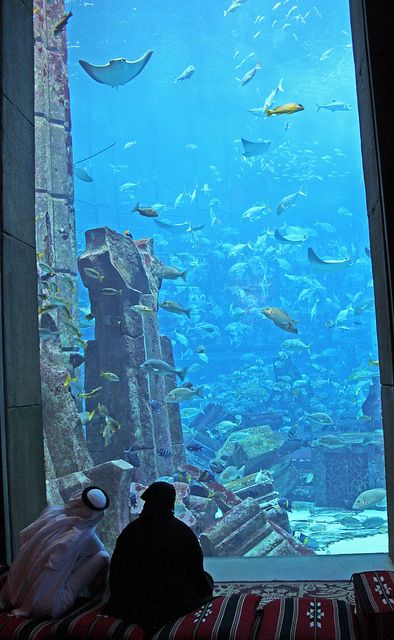 The Lost Chambers Aquarium. Atlantis the Palm hotel. Dubai. by elsa11, via Flickr Atlantis The Palm, Underwater Hotel, Public Aquarium, Dream Pools, Caribbean Blue, Lost City, Underwater World, The Palm, Aquariums