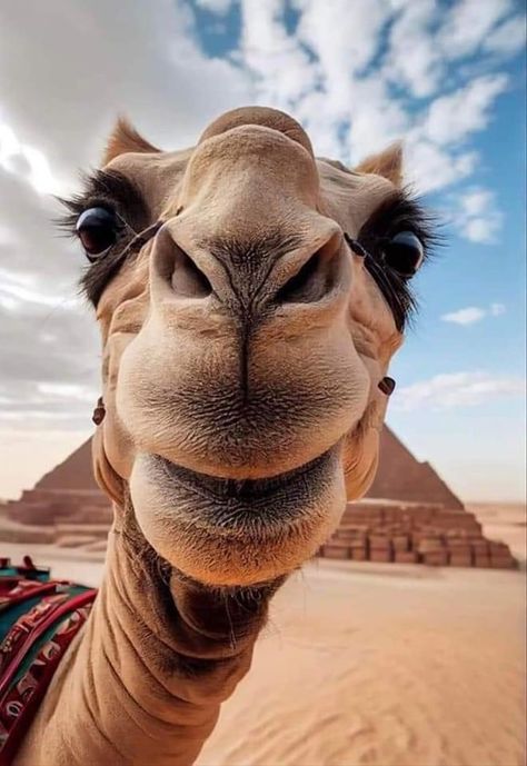 Funny Animal Pics Faces, Animal Selfie, Images Pop Art, Happy Hump Day, Rare Animals, Animal Faces, Hump Day, Animal Wallpaper, Animal Planet