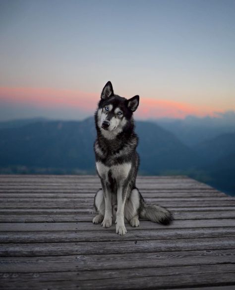 Pretty Husky, Husky Photography, Dog Boarding Kennels, Working Dogs Breeds, Dog Family, Canine Art, Takayama, Wolf Dog, Husky Dogs