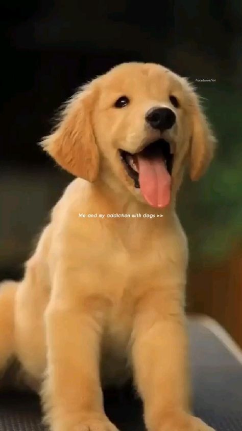 Golden Retriever Funny Videos, Golden Retriever Baby, Dog Status, Chien Golden Retriever, Cute Fluffy Dogs, Cute Puppies And Kittens, Food Habits, Golden Retriever Funny, Cute Reptiles