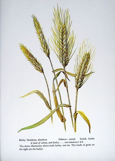 Barley, Wheat Berries and Rice Barley Plant, Canning Food, Canning Food Preservation, Botanical Drawing, Watercolor Birthday Cards, Antique Botanical Print, Wheat Berries, Watercolor Subjects, Illustration Botanique