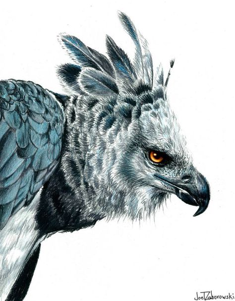 Harpy Eagle Drawing, Female Tattoo Designs, Harpy Eagle, Eagle Drawing, Eagle Tattoos, Eagle Art, Tattoos And Body Art, Art Female, Kinds Of Birds