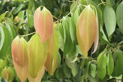 Cinnamon Tree, Cinnamon Color, Ceylon Cinnamon, Culinary Herbs, Flower Essences, Bay Leaves, Essential Oil Uses, Companion Planting, Pure Essential Oils