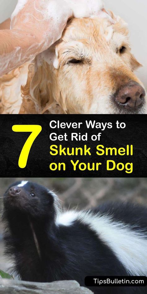 Dog Wash For Skunk Spray, Skunked Dog Remedies, Removing Skunk Smell From Dog, Dog Skunk Bath, Skunk Smell Out Of Dog, Skunk Spray Remedy, Skunk Smell Remover, Dog Sprayed By Skunk, Dog Skunk