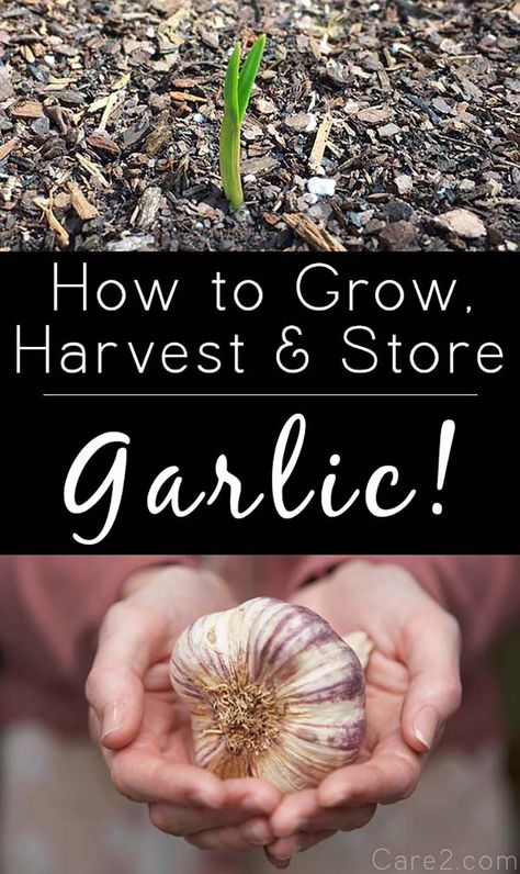 You probably think of garlic as a fall crop, but you can plant in the spring, too. If you’re planning a spring planting, wait until after the last freeze. Grow Garlic From Clove, When To Harvest Garlic, Harvest Garlic, Grow Garlic, Harvesting Garlic, Organic Insecticide, How To Store Garlic, Organic Pesticide, Growing Garlic