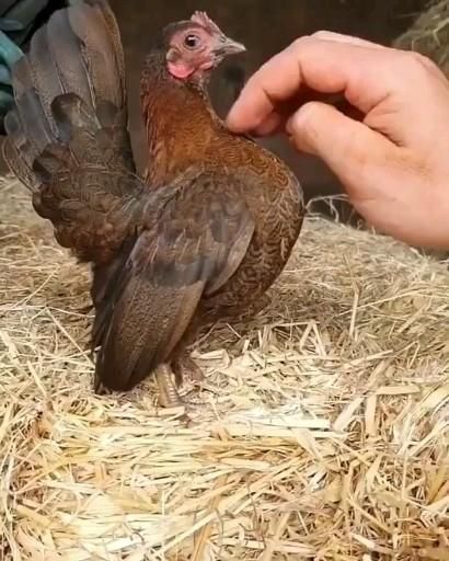 A UK standard Serama. How cute is this breed?! ❤️ [Video] | Cute chickens, Cute animals, Beautiful chickens Serama Rooster, Pretty Chickens, Pet Chickens Breeds, Serama Chicken, Chicken Pet, Chicken Animal, Bantam Chickens, Chicken Pictures, Fancy Chickens