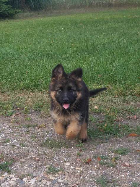 long haired german shepherd puppy Long Haired German Shepherd Puppy, Long Hair German Shepherd Puppy, Fluffy German Shepherd, Long Hair German Shepherd, Baby German Shepherds, Long Haired German Shepherd, Female Dog Names, Gsd Puppy, German Shepherd Puppy