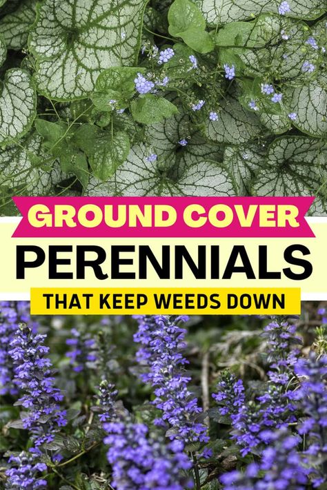 Ground Cover Plants For Shade (Perennials That Keep Weeds Down) | Gardening Shady Landscaping, Flowering Ground Cover Perennials, Ground Cover Plants Shade, Plants For Shade, Perennial Ground Cover, Japanese Painted Fern, Flowering Perennials, Shade Garden Design, Shade Garden Plants