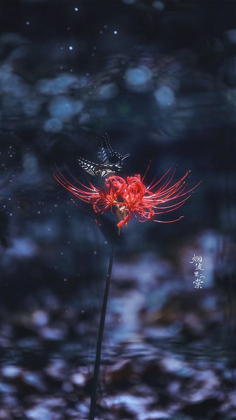 Red Spider Lily Aesthetic Wallpaper, Red Spider Lily Wallpaper, Spider Lily Wallpaper, Spider Lilies, Era Victoria, Konosuba Wallpaper, Lily Wallpaper, Red Spider Lily, Spider Lily