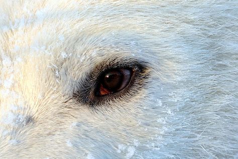 Polar Bear eye Polar Bears Aesthetic, White Bear Aesthetic, Inuit Aesthetic, Polar Bear Aesthetic, Bear Anatomy, The Terror Amc, Makeup Tutorial Halloween, Diy For Christmas, Holiday Makeup Tutorial