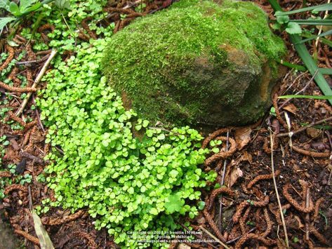 Baby's Tears- Soleirolia soleirolii Soleirolia Soleirolii, Gent Belgium, Ferns Garden, Glass Terrarium, Reptiles And Amphibians, Landscape Projects, Farm Gardens, English Garden, Garden Spaces