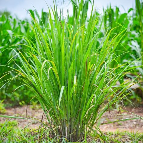 Harvesttotable.com on Instagram: “Grow Lemongrass Lemongrass has lemon-flavored leaves that you can use to flavor teas. The stems can be chopped and added to soups, sauces,…” Grow Lemongrass, Lemongrass Plant, Black Walnut Tree, Kitchen Herbs, Terracotta Planter, Garden Markers, Ornamental Trees, Grass Seed, Low Maintenance Plants